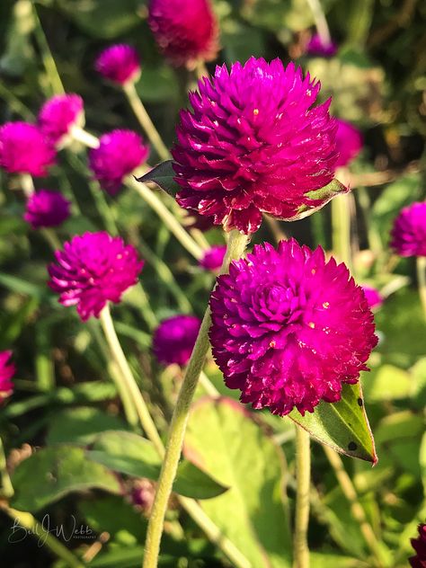 Gomphrena 'Globe Amaranth' Photo © Bill Webb Globe Amaranth Flower, Amaranth Flower, Jasminum Sambac, Globe Amaranth, Walled Garden, Bright Winter, Garden Landscape Design, Amaranth, 3d Flowers