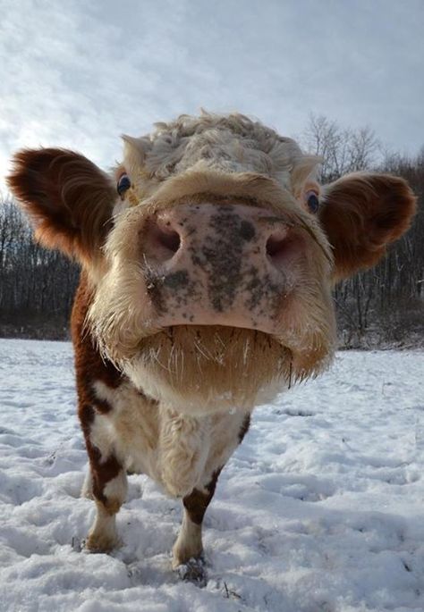 16 Photos of Rescued Farm Animals that Make Winter Weather Look Beautiful Cow Nose, Animal Close Up, Animal Noses, Animal Fails, Farm Sanctuary, Fluffy Cows, Cow Pictures, Baby Cows, Cow Art