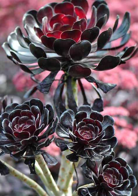 PRICES MAY VARY. Aeonium Succulents Plants Live, Rare Succulent Plants Live, 2 Inch Pot Succulent Live Plants, Aeonium Black Rose Succulent, Black Rose Aeonium Loamy, sandy, well-draining soil. Bloom Time: Fall, spring Hardiness zones 9 to 11. Aeonium Succulents Plants Live, Rare Succulent Plants Live, 2 Inch Pot Succulent Live Plants, Aeonium Black Rose Succulent, Black Rose Aeonium