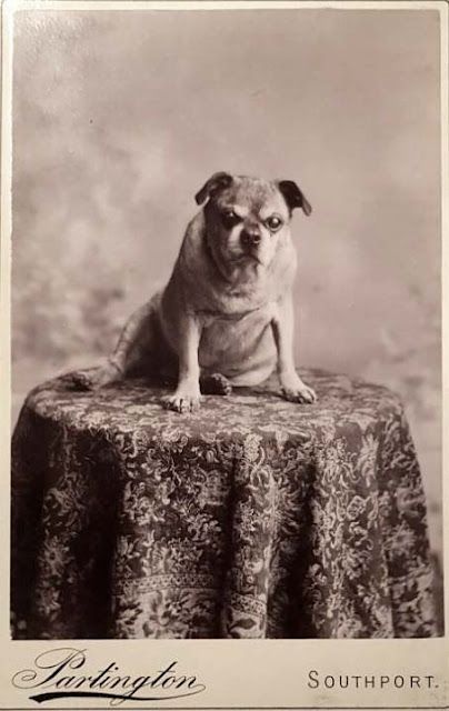 Old Pug, Pug Photos, Smooth Fox Terriers, Vintage Animals, Vintage Cats, Pug Pictures, Pug Art, Pet Photos, Dog Photograph