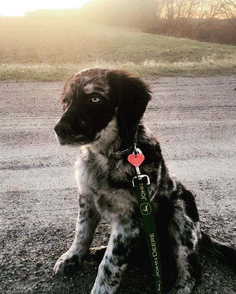 Australian Shepard Golden Retriever Puppy Golden Retriever Mixed With Aussie, Australian Retriever, Australian Shepherd Red Tri, Golden Retriever Mix, Australian Shepherd Puppies, Crazy Dog Lady, Dog Lady, Dog Ideas, Lovely Animals