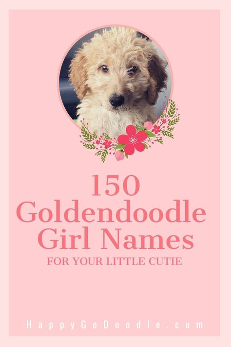 Searching for Goldendoodle girl names that are as adorable as your sweet Goldendoodle puppy? Be inspired with this mega list of 150 Goldendoodle girl names that range from cute to unique to old fashioned. And all are 100% adoodable! So you can find the perfect fit for your sweet female Goldendoodle. Cutest Puppy Names, Names For Goldendoodles, Dog Names Girl List, Goldendoodle Names Female, Cute Dog Names Female Unique, Golden Doodle Puppy Names, Girly Dog Names, Cute Female Puppy Names, Female Dog Names Unique List