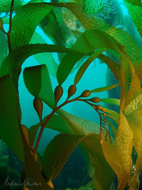 Kubo And The Two Strings, Underwater Plants, Kelp Forest, Sea Plants, Life Aquatic, Kunst Inspiration, Ocean Creatures, Ocean Animals, Underwater Photography