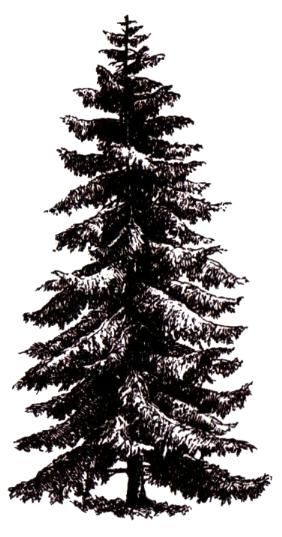 pine tree rubber stamp Tree Rubber Stamp, Douglas Fir Tree Drawing, Pine Tree Drawing, Tree Tattoo Back, Pine Tree Painting, Pine Tree Tattoo, Forest Tattoos, Tree Stencil, Palm Tree Tattoo