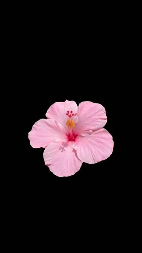 Hibiscus flower wallpaper Hibiscus Flower Wallpaper, Flower Lockscreen, Hibiscus Wallpaper, Pink Flowers Wallpaper, Apple Wallpaper Iphone, Iphone Wallpaper Photos, Future Mom, Hibiscus Flower, Summer Wallpaper