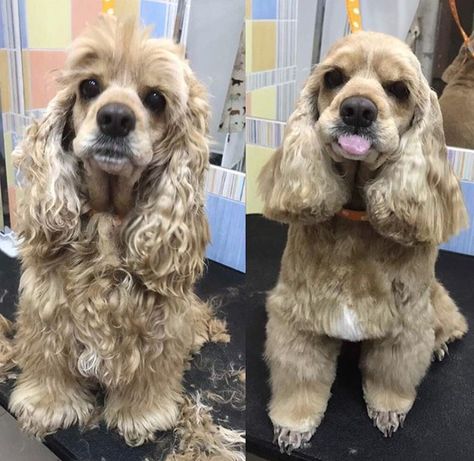 20 Best Cocker Spaniel Haircuts for Your Puppy – Page 3 – The Paws Cocker Spaniel Hairstyles, American Cocker Spaniel Haircuts, English Cocker Spaniel Haircut, Cocker Spaniel Haircut Styles, Cocker Spaniel Grooming Styles, Spaniel Haircut, Thick Hair Men, Haircuts For Mens, Cocker Spaniel Haircut