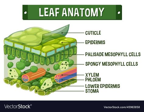 Leaf Anatomy Diagram, Internal Structure Of A Leaf, Leaf Diagram, Leaf Anatomy, Plant Anatomy, Plant Biology, Diagram Illustration, Leaf Structure, Study Biology