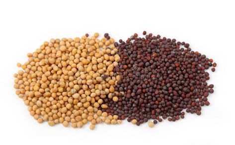 Yellow and brown mustard seeds. Isolated on white background #Sponsored , #Sponsored, #affiliate, #brown, #white, #background, #mustard Yellow And Brown Aesthetic, Brown White Background, Brown Aesthetic Wallpaper, Black Mustard Seeds, Yellow Mustard Seeds, Brown Mustard, Mustard Seeds, Mediterranean Cuisine, Yellow Mustard