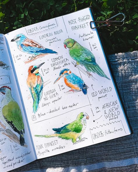 The most colorful page in my Birds of Portugal series is done! My traditional question: how many of these birds you’ve seen?😊 . . . #birdpainting #watercolorbird #birdwatercolor #birdbook #birdsketch #birdsketchbook #birdjournal #naturejournal #naturejournaling #naturalistart #birdwatching_global #birdersofinstagram #kingfisher #beeeater #parakeets #europeanroller Sketch Journaling, Watercolor Birds Tutorial, Bird Journal, Nature Scrapbook, Birding Journal, Botanical Sketchbook, Sketchbook Layout, Field Journal, Travel Journal Scrapbook