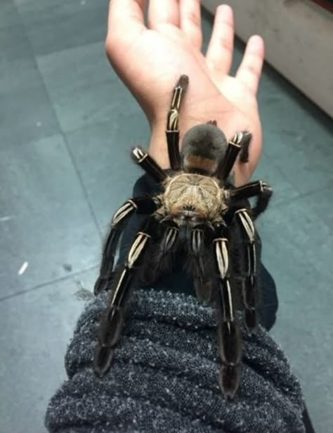 Pretty Tarantula, Unique Spiders, Pretty Spiders, Pet Tarantula, Cute Spiders, Spider Species, Pet Spider, Cool Bugs, Jumping Spider