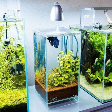 Mini Aquarium Design, Aquascape Mini, Mini Aquascape, Creative Gardening Ideas, Ikan Laga, Types Of Betta Fish, Mini Fish Tank, Aquarium Mini, Fish Tank Themes