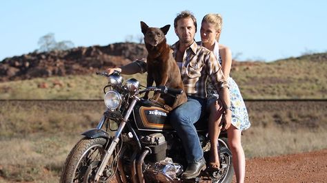 Love it Josh Lucas, Australian Kelpie, Dog Rocks, Red Dog, Blue Heeler, Cattle Dog, Working Dogs, Television Show, Cafe Racer