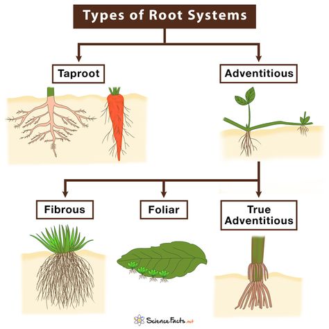 Root Diagram, Tree Anatomy, Cloning Plants, Agriculture Science, Plant Presentation, Plant Anatomy, Plant Biology, Plant Classification, Plant Activities