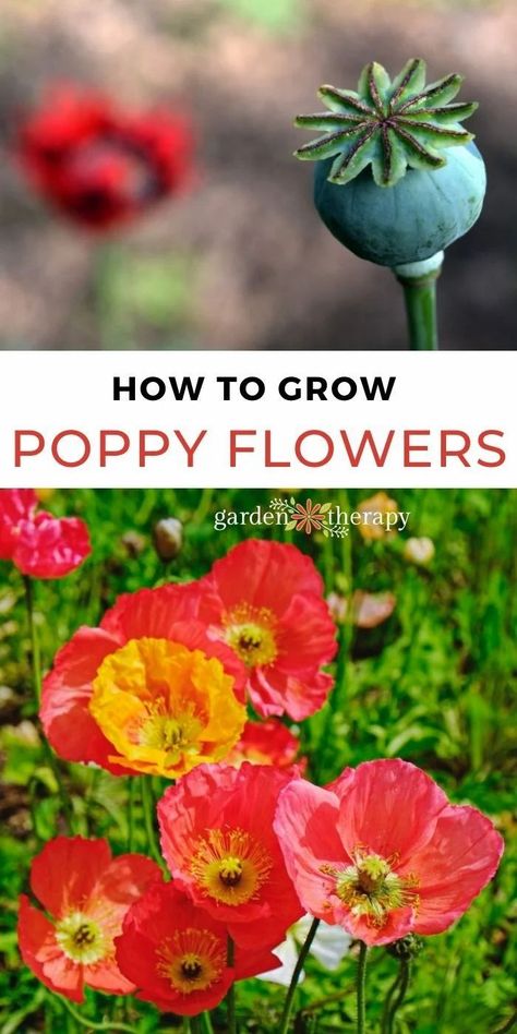 Grow Poppies From Seed, How To Plant Poppy Seeds, When To Plant Poppy Seeds, How To Grow Poppies, Poppy Garden Ideas, Planters Idea, Poppy Flower Garden, Planting Poppy Seeds, Flowers From Seed