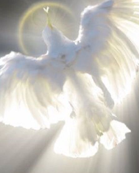 "Hope is the thing with feathers That perches in the soul And sings the tune without the words And never stops at." ~ Emily Dickenson <3 Prophetic Art, Saint Esprit, White Doves, Holy Ghost, White Bird, Jesus Pictures, Holy Trinity, Catholic Faith, Christian Art