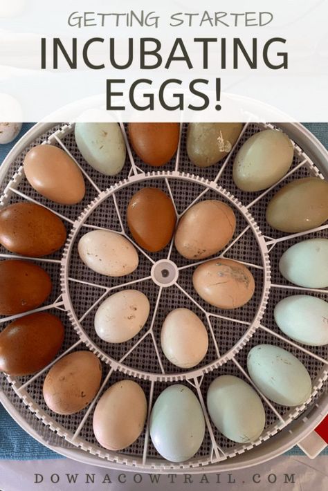 Incubating Chicken Eggs, Incubating Eggs, Turkey Eggs, Chicken Facts, Hatching Chickens, Chicken Incubator, Raising Quail, Chicken Care, Raising Ducks