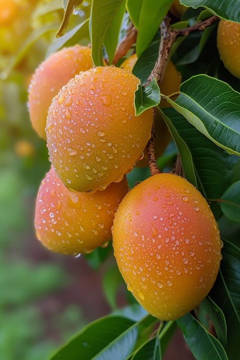 Get creative and pot your own mango tree from a seed. A fun, rewarding experience for gardeners of all levels. Tree In A Pot, Rustic Food Photography, Ripe Mango, Mango Seed, Purple Fruit, Fruit Picture, Mango Fruit, Mango Tree, Healthy Food Dishes