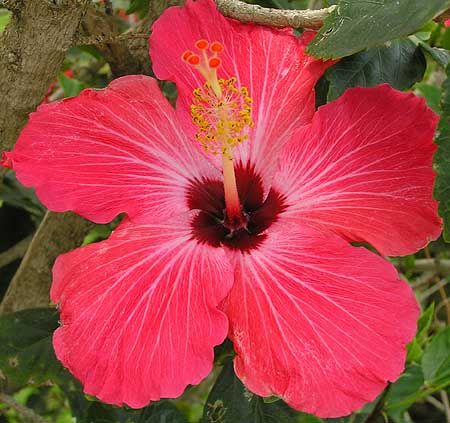 Flores do brasil is the flora of Brazil. Exotic Flowers, Tropical Flowers, Hibiscus Rosa Sinensis, Beautiful Forest, Growing Flowers, Small Trees, Flower Lover, Hibiscus Flowers, Flower Images