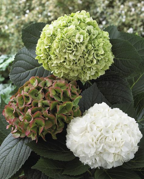 Hydrangea Magical Pearl is a winner!. Modern Country Style: The Top Ten Best Green Hydrangeas For A Modern Country Garden Click through for details. Modern Country Garden, Green Hydrangea Wedding, Little Lime Hydrangea, Incrediball Hydrangea, Hydrangea Paniculata Limelight, Garden Paradise, Limelight Hydrangea, Hydrangea Colors, Modern Country Style