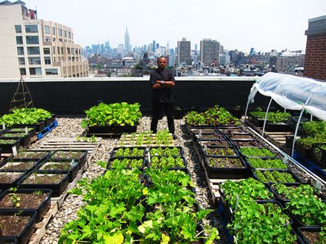 Rooftop Gardens - Healthy Food for Cities | Natural Building Blog Rooftop Vegetable Garden, Rooftop Garden Ideas, Terrace Hotel, Seattle University, Healthy Garden, Natural Building, Food Bank, Rooftop Garden, Food Garden