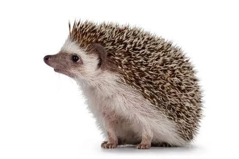 Animal Hedgehog Pet - Free photo on Pixabay - Pixabay Hedgehog Reference Photo, Hedgehog Reference, Hedgehog Photography, Hedgehog Photo, 2 Animals, Hedgehog Illustration, Hedgehog Pet, Animal References, Hedgehog Art