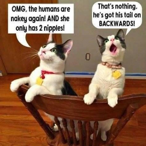 Funny Animals With Captions, Cat Jokes, Cat Quotes Funny, Funny Animal Jokes, Animal Pics, Cat Quotes, Funny Cat Memes, Funny Animal Memes, Funny Cute Cats