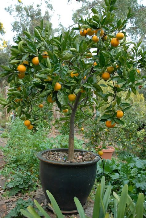 Plants In Large Pots, Orange Tree In Pot, Citrus Trees In Pots, Citrus In Pots, Potted Trees Patio, Compact Gardening, Lemon Tree Potted, Fruit Trees In Containers, How To Grow Plants