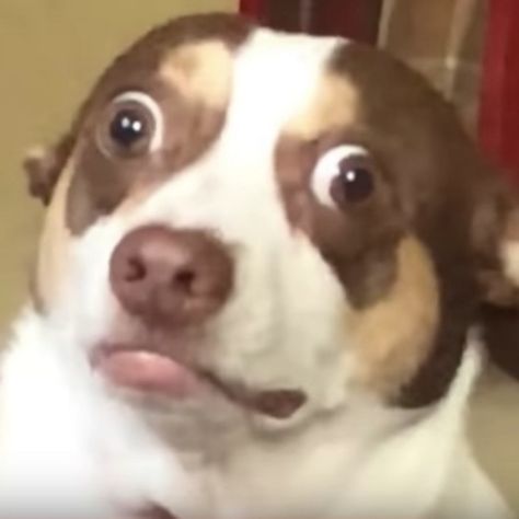 Mr Bubz, Surprised Dog, Grumpy Dog, Free Pfp, Cursed Memes, Funny Animal Photos, My Spirit Animal, Dog Help, My Spirit