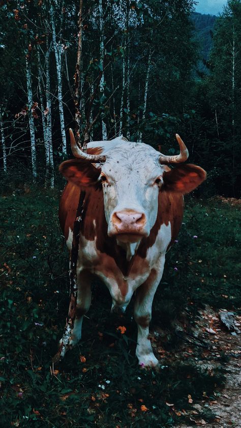 White ox grazing in field · Free Stock Photo Brown And White Cow, Olympic Equestrian, Forest Clearing, Cow Pasture, Horse Mask, Golden Horse, Lush Forest, Black Cow, Dairy Cows