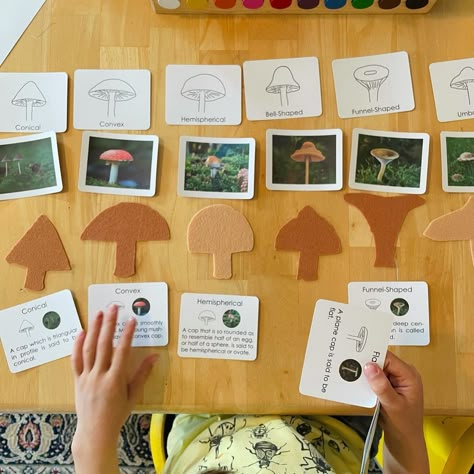 Montessori Inspired | Laura on Instagram: “🍄MUSHROOM CAPS 🍄 Our fungi studies have continued and my 6yo was intrigued by this Types of Mushroom Caps work on the shelf in our…” Mushroom Activities For Preschool, Mushroom Activity For Preschool, Preschool Mushroom Activities, Life Cycle Of A Mushroom, Mushroom Activities For Kids, Mushroom Activities, Mushroom Unit Study, Mushroom Montessori, Mushroom Counting Activity