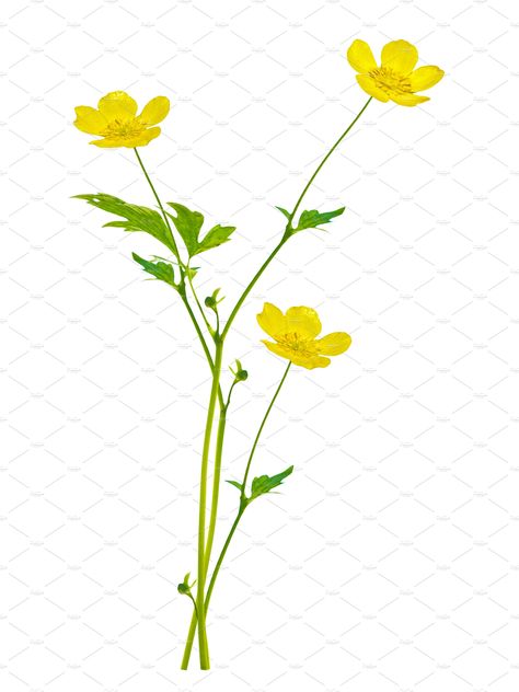 Yellow Flowers Watercolor, Buttercup Flower Tattoo, Buttercup Tattoo, Bright Red Flowers, Loose Watercolor Flowers, Buttercup Flower, Yellow Plants, Indoor Greenhouse, Yellow Wildflowers