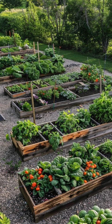 Garden Goals Backyards, Kitchen Garden Inspiration, Garden Fruits And Vegetables Aesthetic, Home Veggie Garden Ideas, Home Fruit And Vegetable Garden, Cute Garden Ideas Backyards, Raised Veggie Garden Ideas, Vegetables Garden Design, Beautiful Veggie Garden