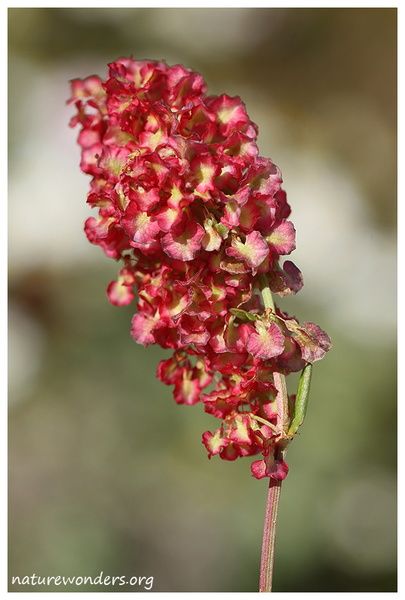 Rumex tuberosus subsp. tuberosus Linnaeus, 1762 | Wonders at our feet Rumex Flower, Birth Flower Tattoos, Flower Boys, Birth Flower, Perennial Plants, Birth Flowers, Perennials, Flower Tattoo, Wonder