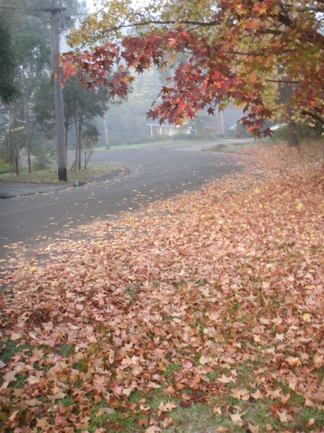 Autumn leaves, Sydney Australia Sydney Autumn, Harbor City, Outdoor Inspirations, Urban Area, Sydney Australia, Autumn Leaves, Singapore, Sydney, Capri