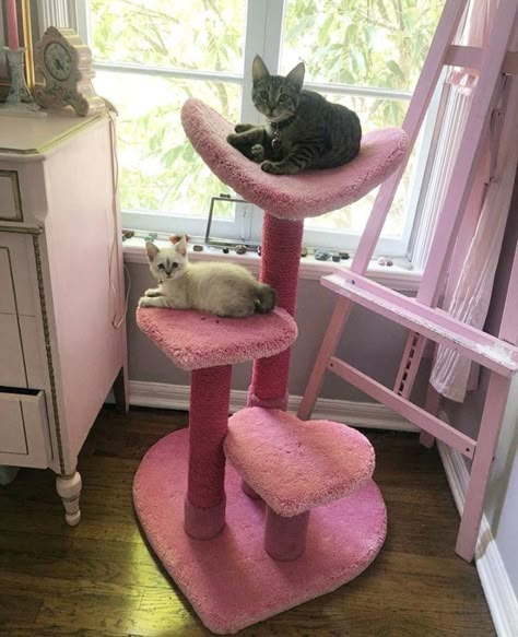 Katt Grejer, Two Cats, Cute Bedroom Decor, Dream House Rooms, Dreamy Room, Cute House, Accra, Pink Houses, Dream Room Inspiration