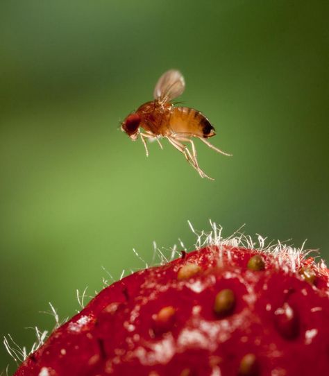 FRUIT flies are a natural pest when they get into your home, buzzing around in front of your face. Here’s the lowdown on the creepy critters that hide in your five-a-day. Where do fruit flies come from? Fruit flies follow fermenting fruit. The winged insects are hardwired to follow the smell of ripe fruit and […] Winged Insects, Fruit Fly, Ripe Fruit, Fruit Flies, Fermenting, Costume Design, Natural Remedies, Close Up, Insects