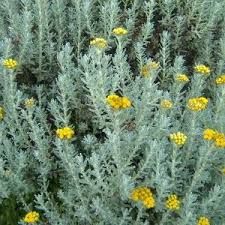 Imphepho – Africa’s Sacred Herb. (Helicrysum Species (African Sage)) – Earthmedicine – Africa Mystic Types Of Sage, Cleanse Energy, African Herbs, Medicinal Oils, Dandelion Benefits, Helichrysum Essential Oil, Sage Plant, How To Make Oil, Natural Beauty Diy