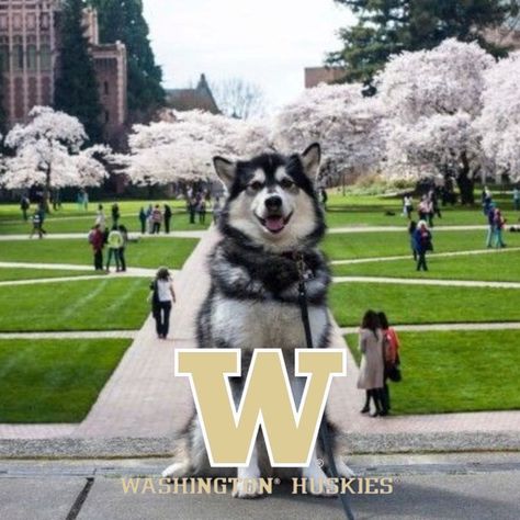 University of Washington Huskies Sports ⚽️⚾️🥎🏀🏐🎾🏈 • • • #huskies #godawgs #PurpleReign #ncaa #uofw #universityofwashington #huskynation #ncaafootball #pac12 #collegefootball #collegebaseball #collegesoftball #collegesoccer #collegebasketball #pnwsports #pnw #collegevolleyball #collegetennis #pac12football #pac12hoops #pac12wbb Washington Huskies Football, Uw Huskies, Huskies Football, College Tennis, University Of Washington Huskies, College Soccer, College Baseball, Washington Huskies, Dream School