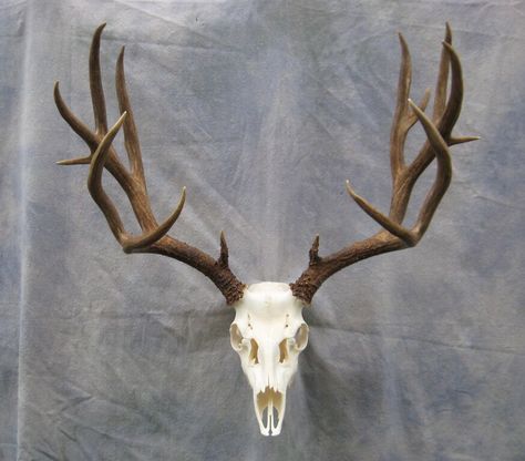 A rack with the skull... Deer Skull Tattoo, European Mount, Deer Skull, A Deer, Taxidermy, Antlers, Mule, Skull Tattoo, Elk