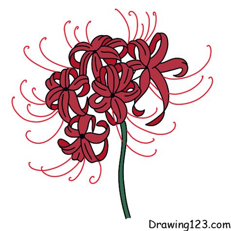 Flowers & Plants Drawing Tutorials - How to draw Flowers & Plants step by step Lycoris Radiata, Lilies Drawing, Plant Drawing, Flower Branch, Learn How To Draw, Learn To Draw, Flower Drawing, Drawing Tutorial, Easy Drawings