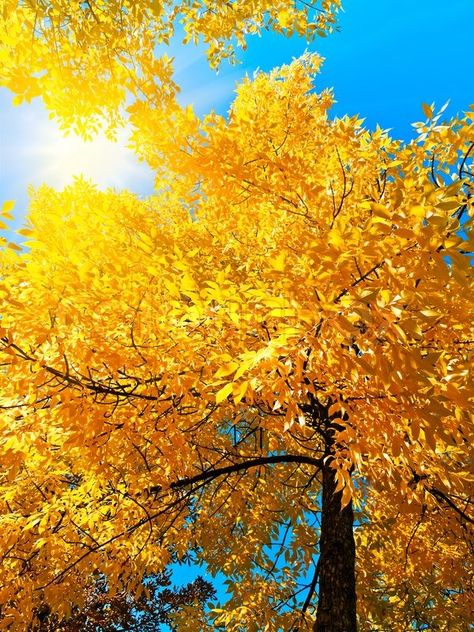 Sunny Images, Perfect Fall Day, Bright Autumn, Gorgeous Places, Good Monday, Golden Tree, The Enchanted Home, Autumn Magic, Beautiful Trees