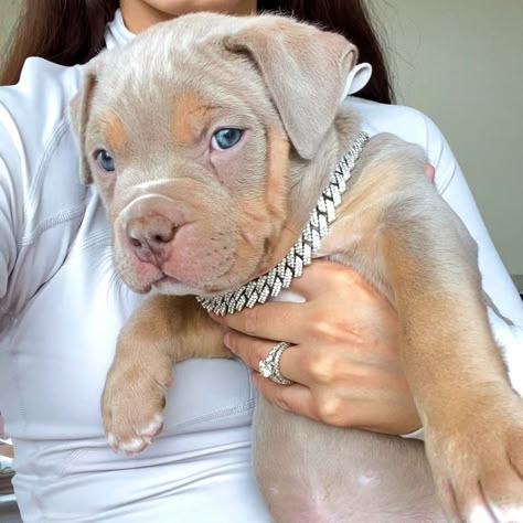 Beautiful Lilac Tri XL American Bully Puppy Lilac Tri American Bully, Xl American Bully Puppy, American Bully Xl Puppys, Xl Bully Puppies, Xl Bully Dog, Xl Bully Pitbull, Pitbull Dog Tattoo, Pocket Bully Puppies, Xl Bullies