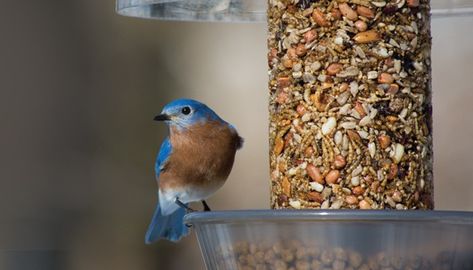 Animal Cartoon Video, Wild Birds Unlimited, Cinnamon Tortilla Chips, Eastern Bluebird, Dinner With Kids, Pet Dogs Puppies, Diy Yard, Recipes For Dinner, Dinners For Kids