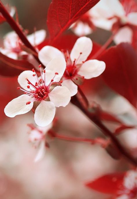 Charles Baudelaire, Spring Red, Red Cottage, Spring Blossoms, Pretty Backgrounds, Red Aesthetic, White And Red, Cherry Blossoms, Shades Of Red