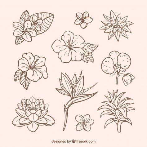 https://www.freepik.com/free-vector/lovely-hand-drawn-tropical-flower-collection_2700551.htm Tropical Flower Tattoos, Tanaman Air, Tropical Tattoo, Dresses Flowers, Hibiscus Tattoo, Flowers Vector, Pola Sulam, Plant Drawing, Flower Doodles