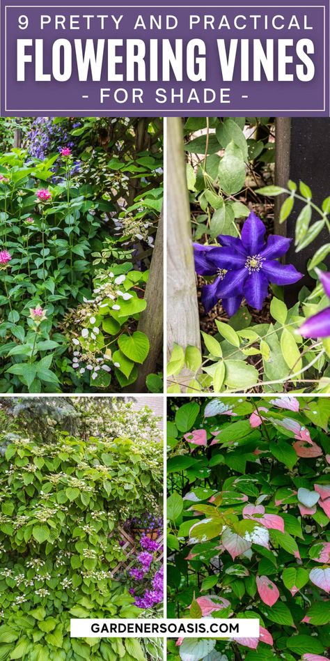 Flowering Vines For Shade (9 Perennial Climbers That Won't Take Over Your Garden) Shade Vines, Vines For Shade, Climbing Plants Fence, Shady Backyard, Perennial Flowering Vines, Vine Fence, Climbing Plants Trellis, Shady Garden, Vine Trellis