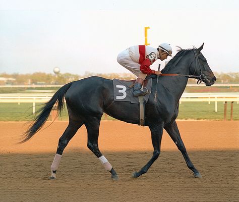 Ruffian - The Legendary Filly. An American champion thoroughbred racehorse. Winner of the Filly Triple Crown (now called the Triple Tiara). Thoroughbred Racehorse, Thoroughbred Horse Racing, Horse Dressage, Sport Of Kings, Race Horses, Famous Black, Thoroughbred Horse, Hunter Jumper, All The Pretty Horses