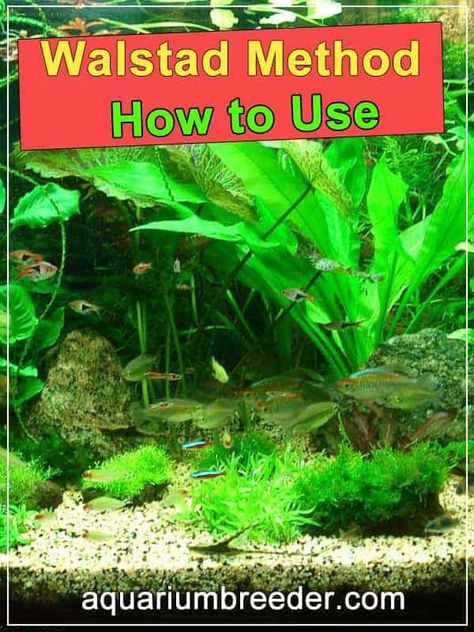 Walstad Method Aquarium, Fish Tank Hacks, Angel Fish Tank Ideas, 30 Gallon Aquascape, Walstad Tank, Walstad Aquarium, Cool Fish Tank Ideas, Walstad Method, Fish Infographic