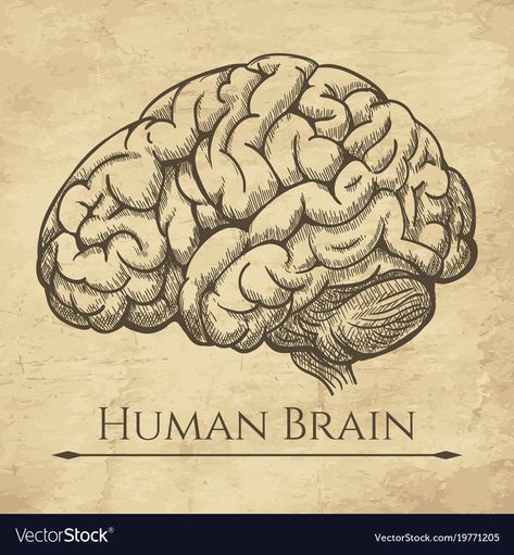 Brain Drawing Anatomy, Brain Art Drawing, Human Brain Drawing, Biology Drawing, Drawing Made Easy, Brain Drawing, Brain Tattoo, Brain Illustration, Drawing Anatomy