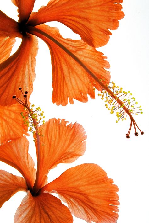 Nothing But Flowers, Orange Aesthetic, Flower Therapy, Summer Wallpaper, Aesthetic Backgrounds, Aesthetic Iphone Wallpaper, Flower Wallpaper, Pretty Flowers, Pretty Wallpapers